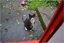 Thumbnail of photo from this article